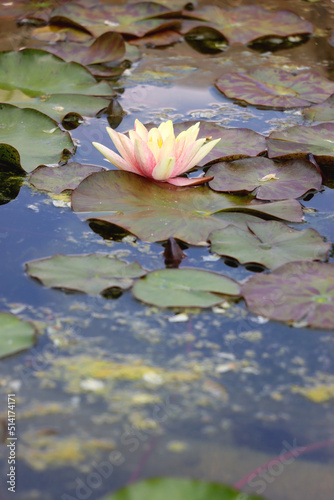 Beautiful water lilies in a garden pond. Selective focus.