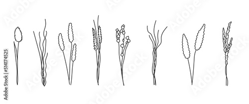 Vector set of boho plants, wild grass.