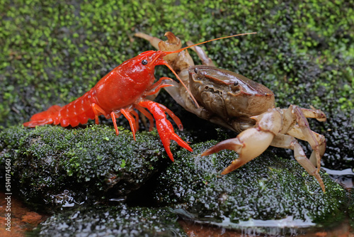 A field crab (Parathelphusa convexa) is ready to attack a crayfish (Cherax quadricarinatus) when they meet on a moss-covered rock by a river. Both of these animals like to prey on small fish. photo