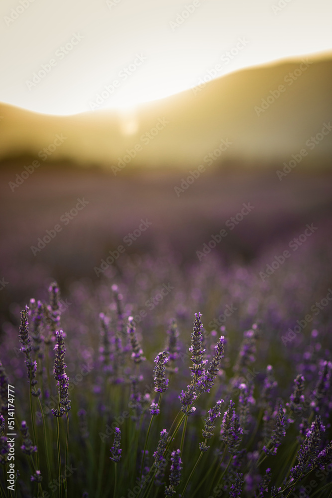 Fototapeta premium Champ de lavande en Provence au lever du soleil