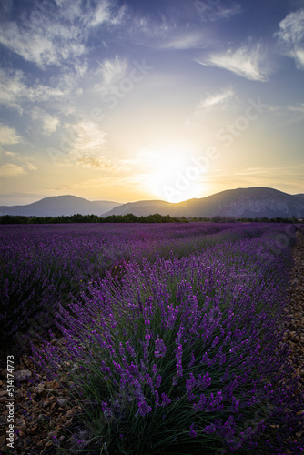 Champ de lavande en Provence au lever du soleil