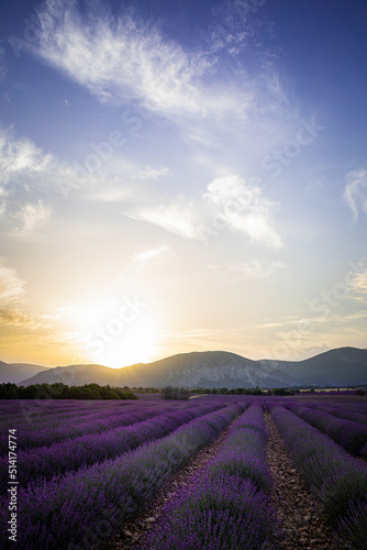 Champ de lavande en Provence au lever du soleil