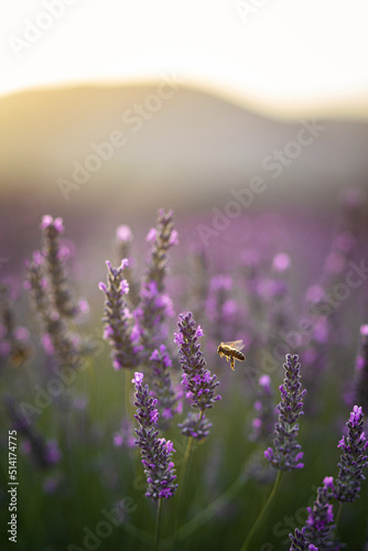 Abeille qui butine dans un champ de lavande en Provence au lever du soleil