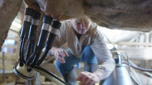 The farmer attaches all four suckers to the teats so milking can begin, Sweden