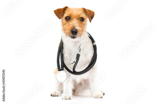 dog and stethoscope doctor veterinarian