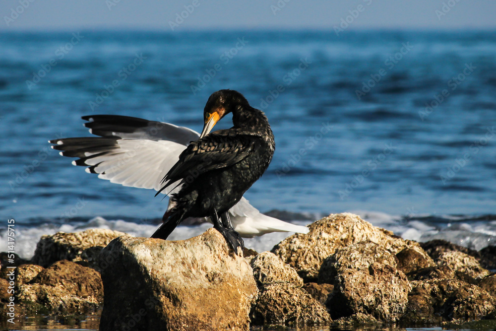 Cormoran con alas de Gaviota en playa de Campello, Alicante, España
