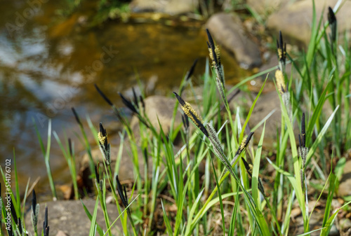 Canvas Print Blooming Sedge ‘Carex Nigra’(Carex melanostachya) Black or common sedge on garden pond shore