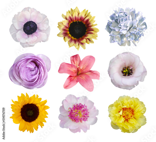 Macro foto set peony, ranunculus, eustoma, lily, anemone, sunflower, on white isolated background.
