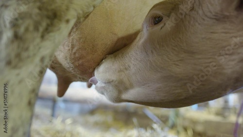 Wallpaper Mural CLOSEUP - The calf drinking its mothers nutritious milk, Dalarna, Sweden Torontodigital.ca