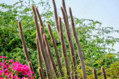 Cactus with a long stem on a background of green plants next to blooming flowers