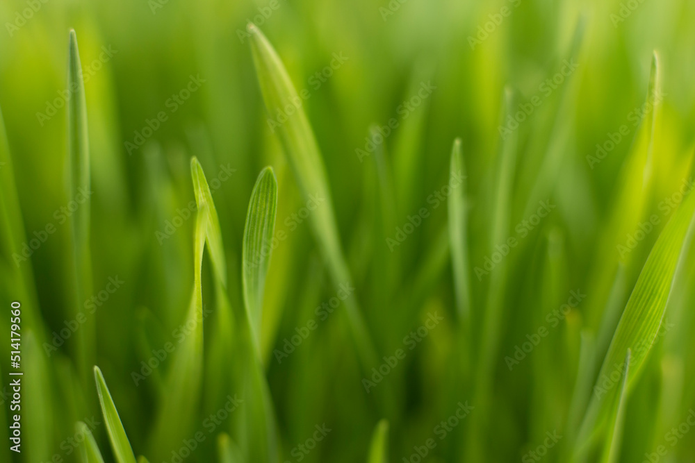 Fresh green grass background macro image. Fresh green grass background macro image.