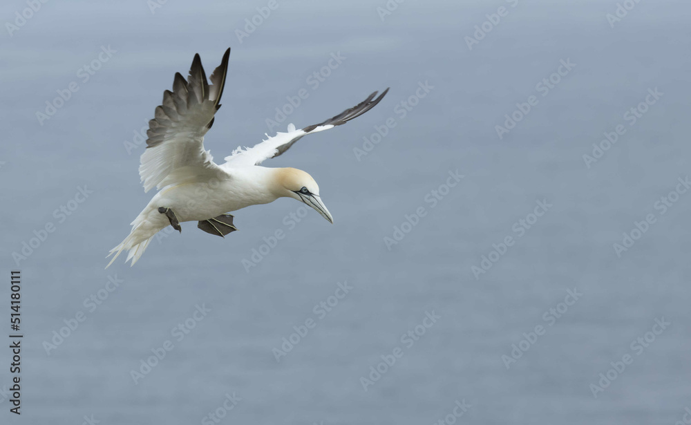 Northern gannet flying (Morus bassanus)