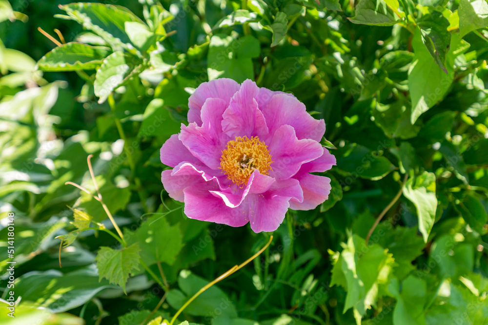 Fototapeta premium Beautiful bright pink peonies in the garden close up. Greenery lush fooliage. Selective focus