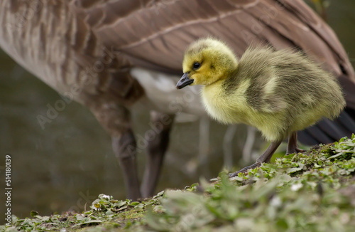 Baby Gosling with Mother canada Goose © © Raymond Orton