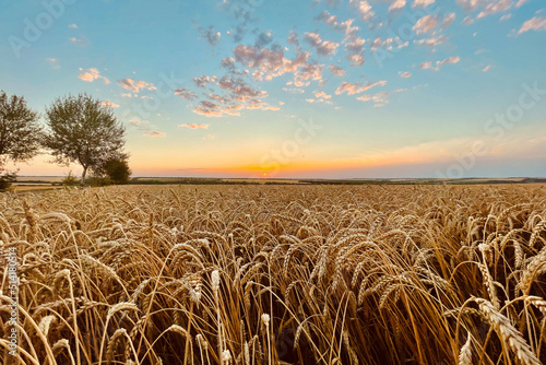 Sunset over wheat field. wheat field at sunset