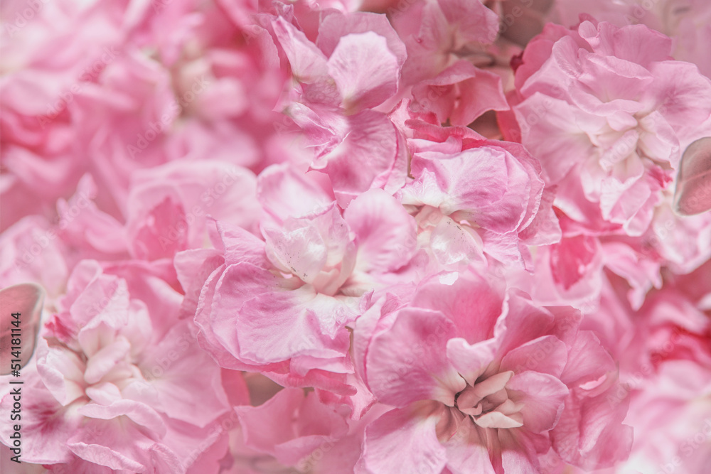 Beautiful pink hydrangea flowers background with texture of petals. Close up. Front view.