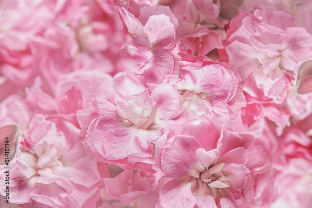Beautiful pink hydrangea flowers background with texture of petals. Close up. Front view. Beautiful pink hydrangea flowers background with texture of petals. Close up. Front view.