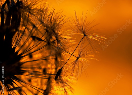 Dandelion flower in the sun at sunset