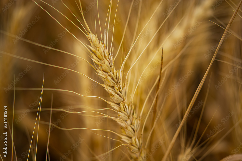 Wheat closeup. Wheat field. Background of ripening ears of wheat. Harvest and food concept. Wheat closeup. Wheat field. Background of ripening ears of wheat. Harvest and food concept.