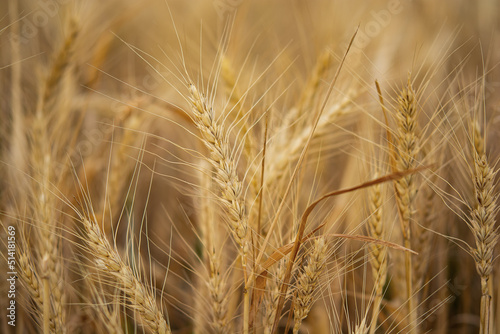 Wheat closeup. Wheat field. Background of ripening ears of wheat. Harvest and food concept.