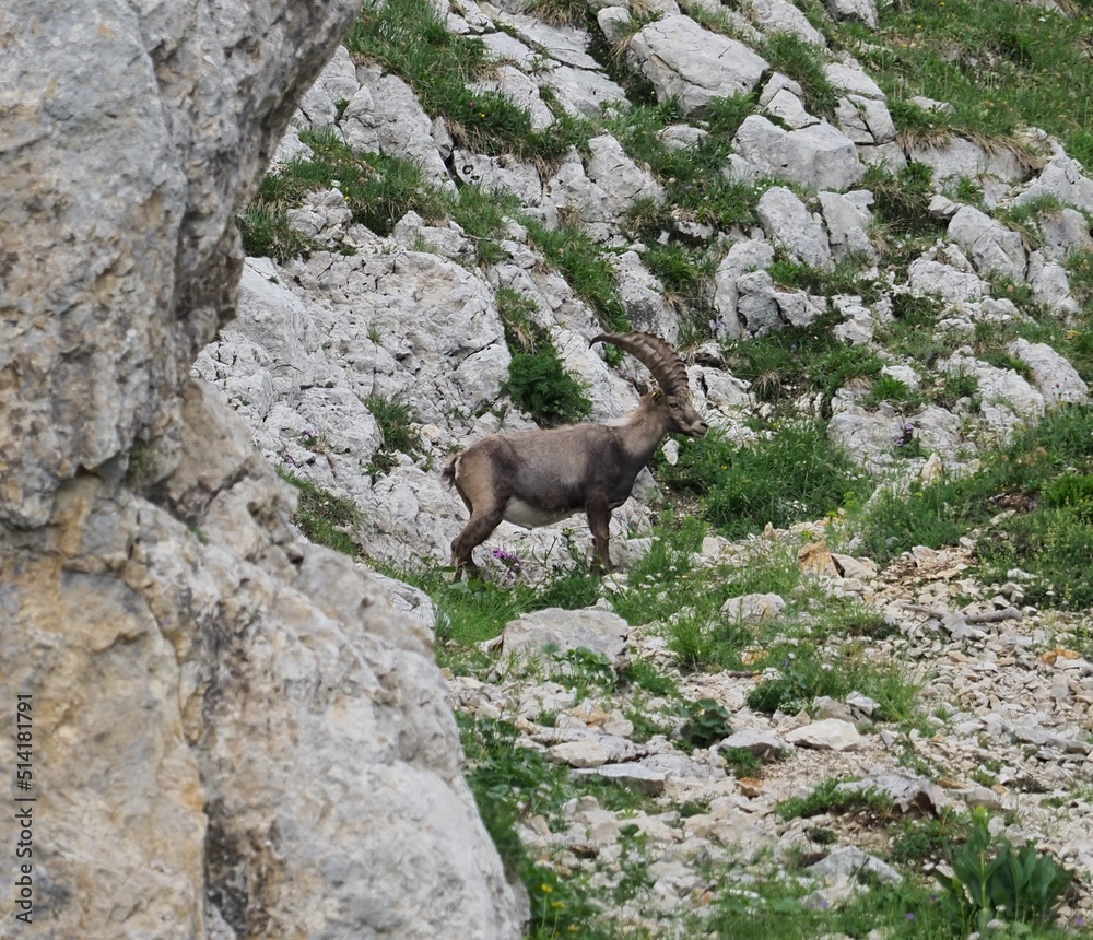 bouquetin dans le vercors, observe le paysage sur une pente abrupte bouquetin dans le vercors, observe le paysage sur une pente abrupte