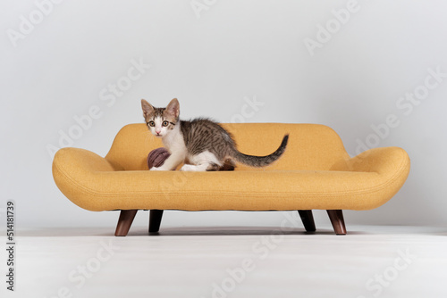 kitten cat playing on the coach sofa photo