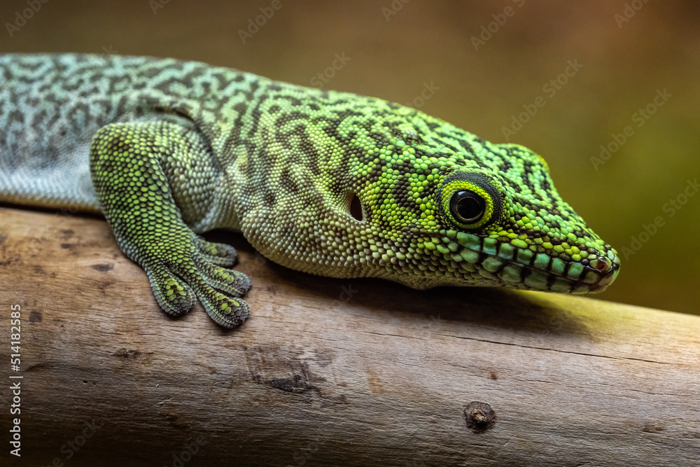 Standing's day gecko, Phelsuma standingi