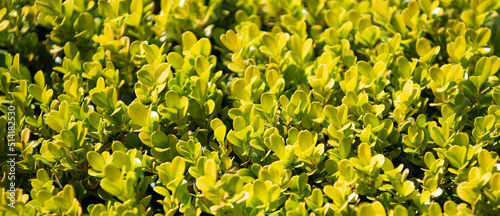 Portulacaria afra porkbush succulent plant with green leaves