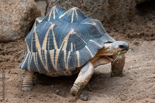 Radiated tortoise walking on ground, Astrochelys radiata. Critically endangered tortoise species, endemic to Madagascar.