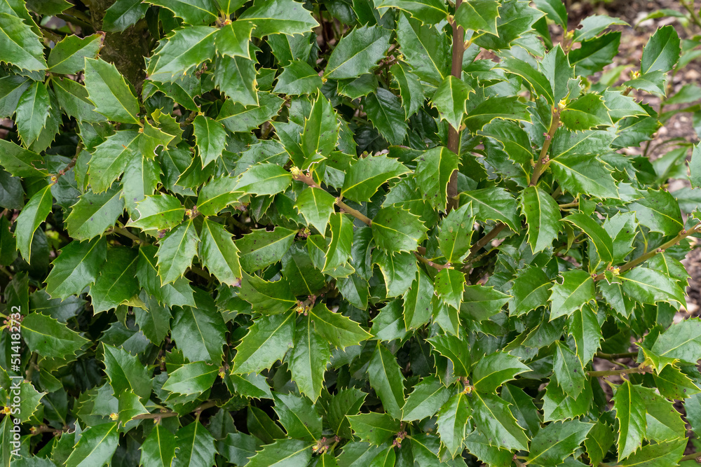 Evergreen boughs green leaves. Ilex aquifolium Christmas holly natural decor Evergreen boughs green leaves. Ilex aquifolium Christmas holly natural decor