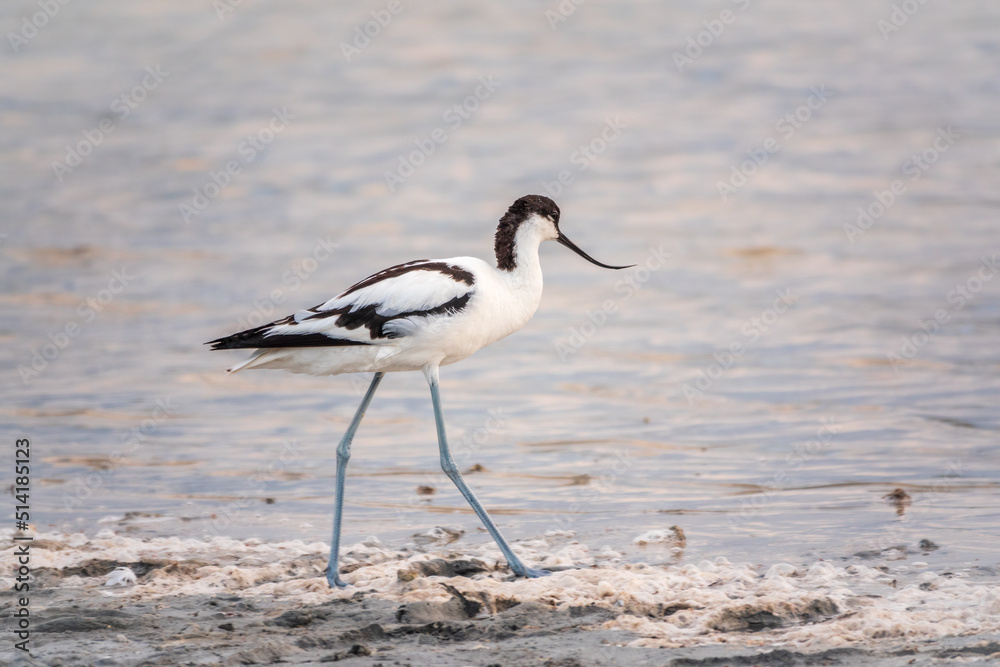 Water bird pied avocet, Recurvirostra avosetta, feeding in the lake. The pied avocet is a large black and white wader with long, upturned beak Water bird pied avocet, Recurvirostra avosetta, feeding in the lake. The pied avocet is a large black and white wader with long, upturned beak