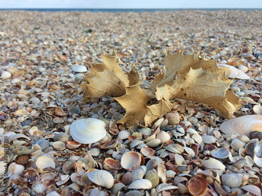Fototapeta premium shells on the beach