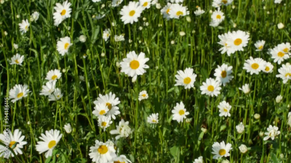 Ox-eye daisy flowers in the wind Ox-eye daisy flowers in the wind