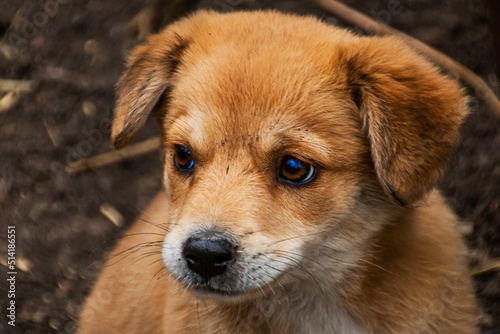Beautiful puppy with sad eyes