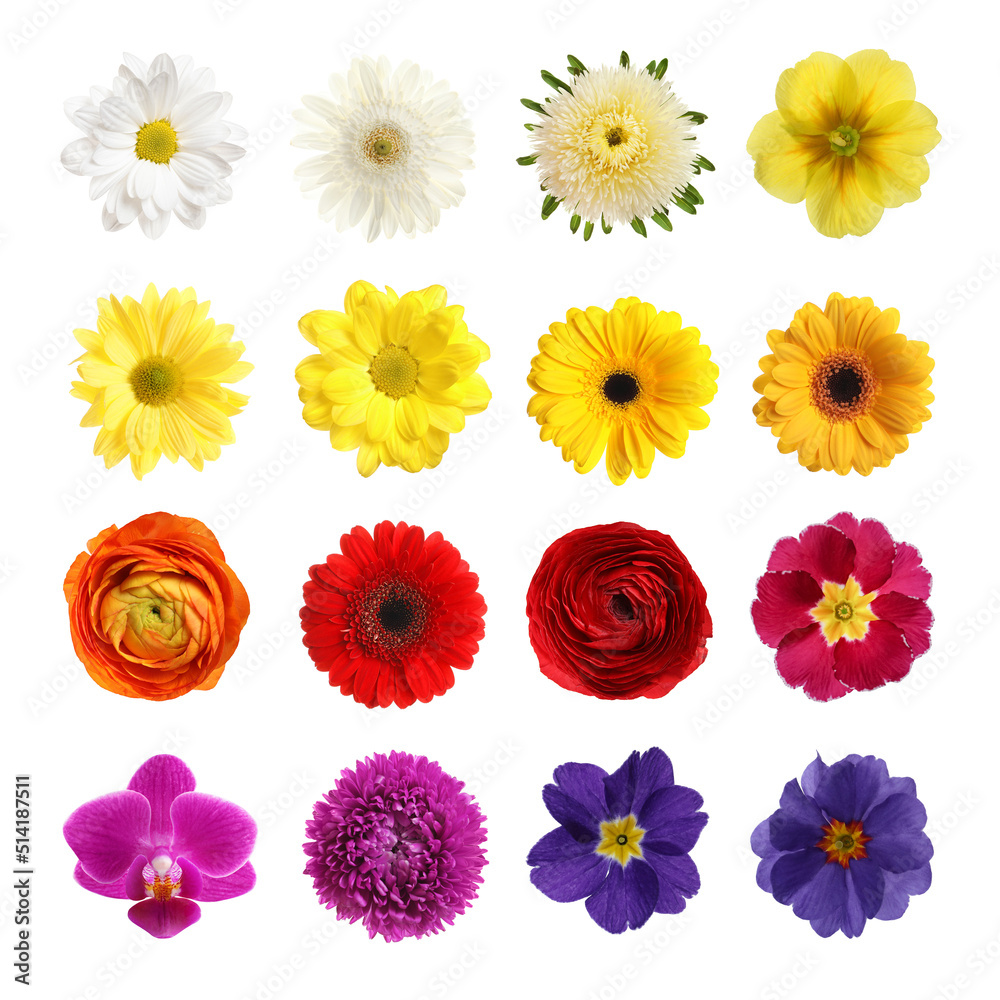 Set with different beautiful flowers on white background