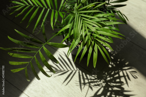 Fotografie Beautiful green houseplant casting shadow on wooden floor indoors, closeup