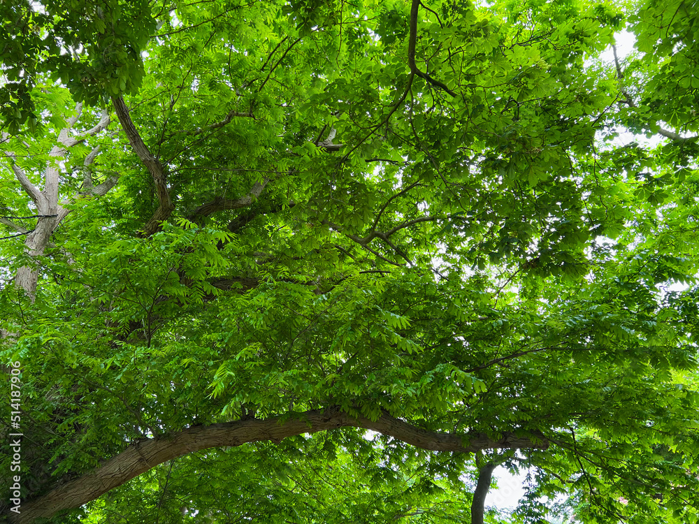 Fototapeta premium Beautiful tree with green leaves outdoors, low angle view