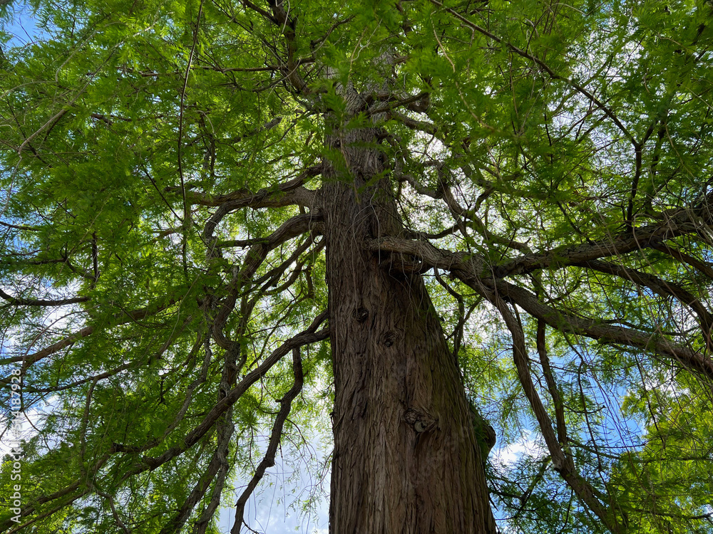 Fototapeta premium Beautiful tall tree with green leaves in park, low angle view