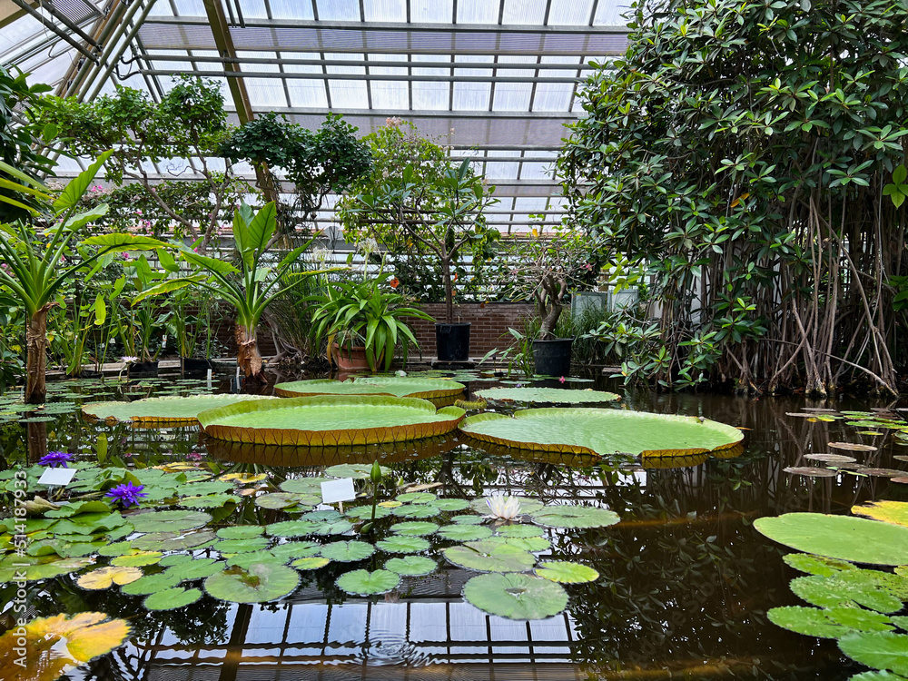 Pond with beautiful waterlily plants in greenhouse