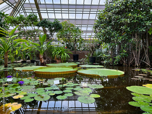 Pond with beautiful waterlily plants in greenhouse photo