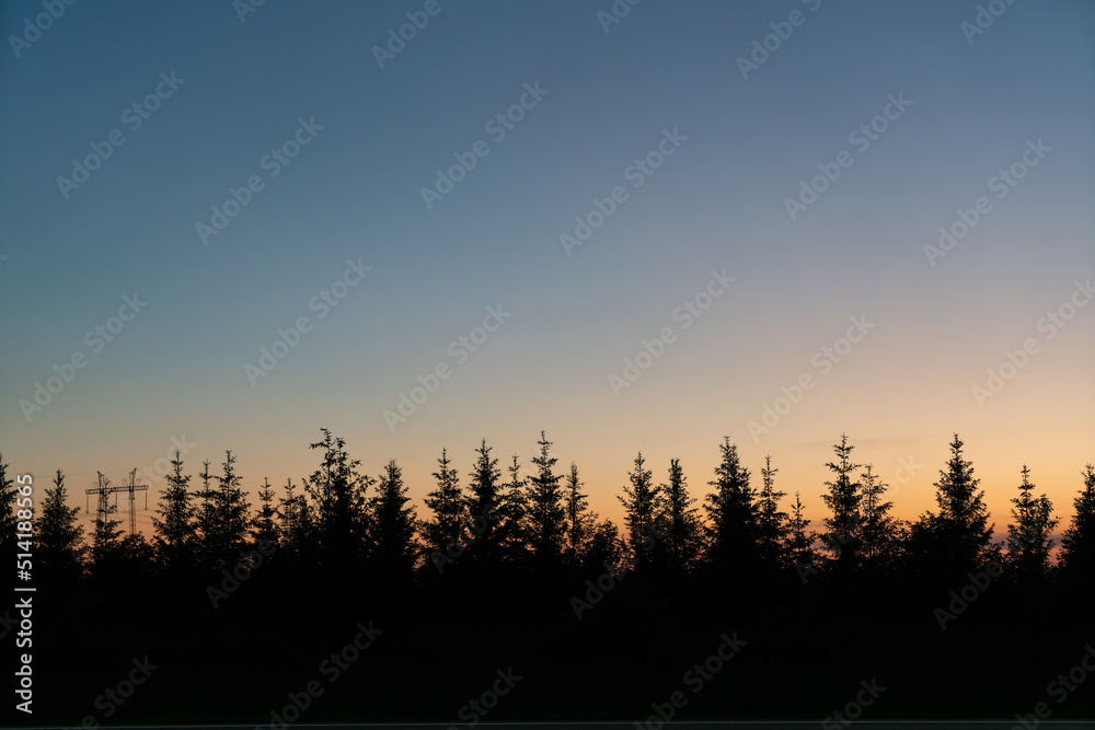 Fir tree forest silhouette in twilight