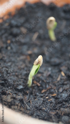 Seed germination process. Cultivate ecological food. Plant and grow at home. Organic plants. Agricultural herbal medicine plants, hemp seeds. Urban garden.