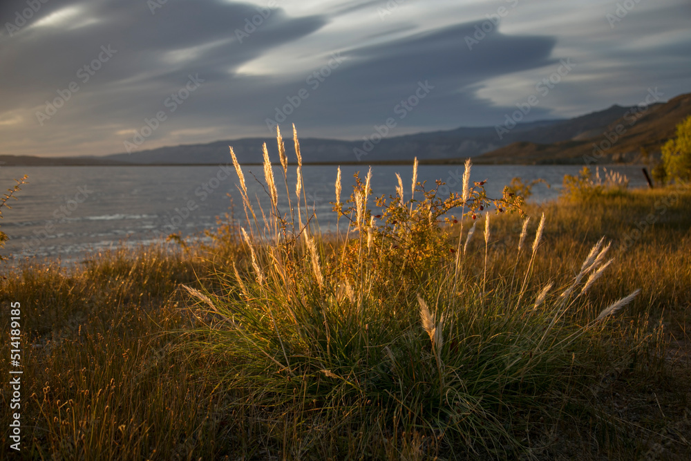 Sunlit plants on the shore of the lake in patagonia argentina at sunrise