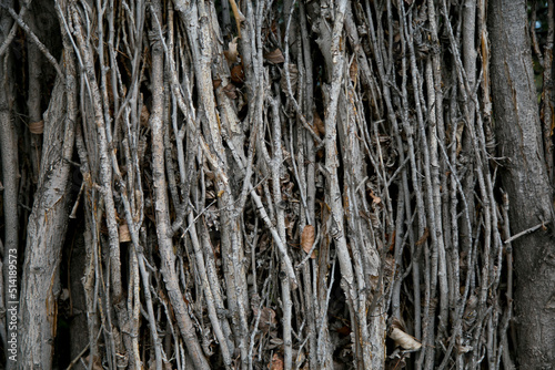 Texture or background of stacked and tied branches