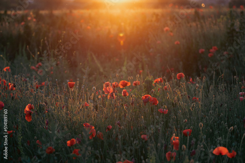 Summer sunset over beautiful poppy meadow. © erika8213