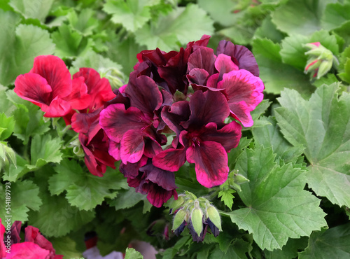 Pelargonium grandiflora home flower with maroon flowers among greenery in greenhouse, selective focus horizontal orientation.
