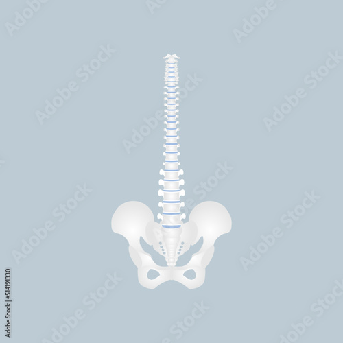 anatomy of human spine, spinal cord, thoracic, cervical, lumbar, pelvic bone, internal organs body part orthopedic health care, vector illustration cartoon flat character design clip art isolated