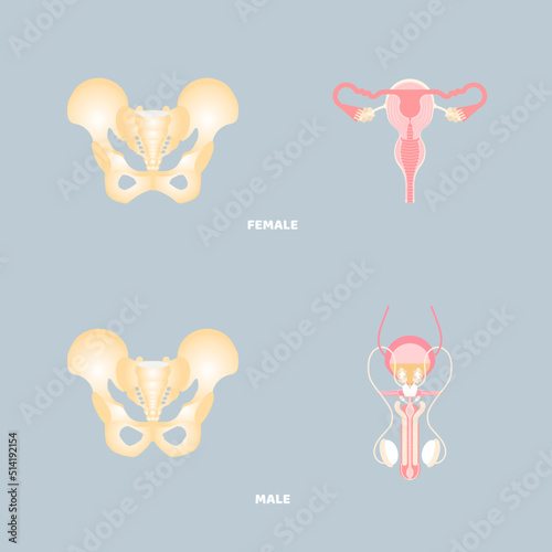 anatomy of pelvic bone and male and female reproductive system, internal organs body part orthopedic, reproductive system, health care concept, vector illustration cartoon flat character design