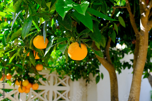 Large, vibrant Valencian oranges hanging on a tree.