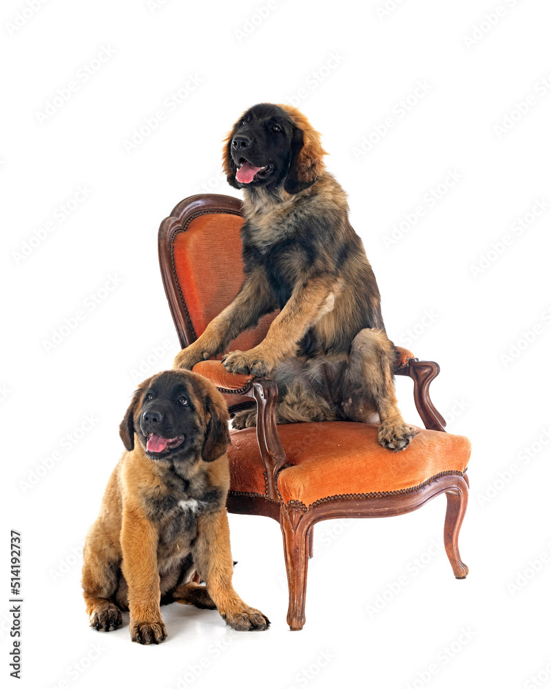 Obraz premium puppies Leonberger in studio